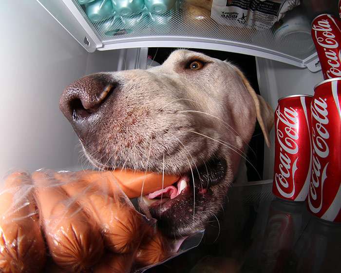 Собака ворует сосиски из холодильника, фото фотография