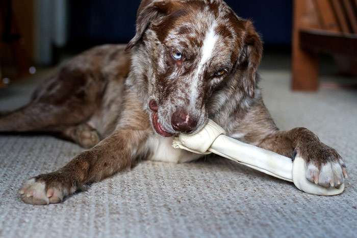 Собака грызет кость из жил, фото фотография кормление 