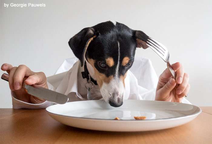Собака и еда, фото фотография