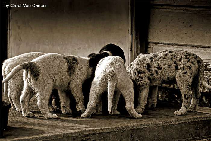 Голодные щенки, черно-белое фото кормление собаки фотография