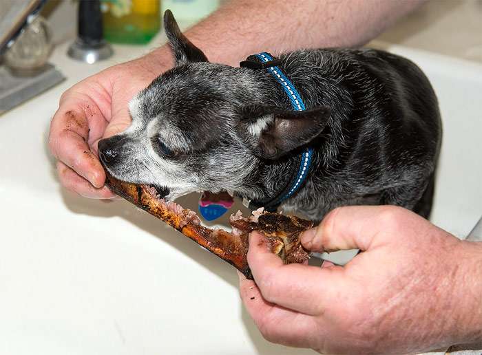 Старая собака ест, фото фотография