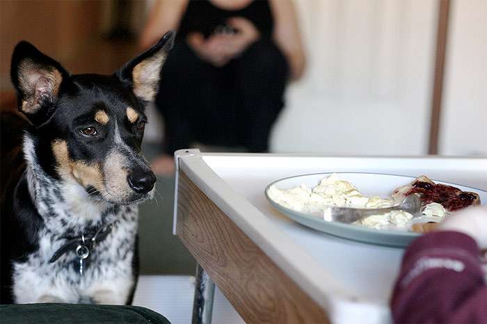 Собака смотрит на тарелку с едой, фото фотография
