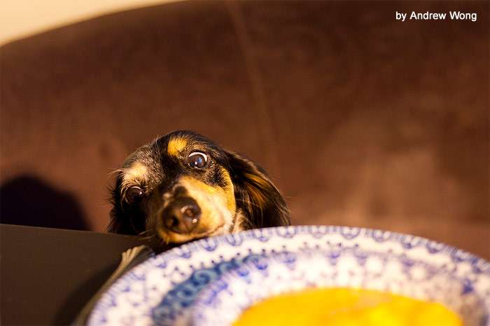 Собака смотрит на тарелку супа, фото фотография