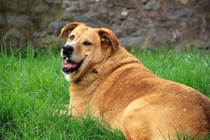 Толстая собака, фото фотография