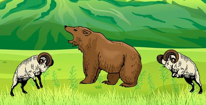 Бараны с двух сторон бегут на глупого медведя, рисунок иллюстрация