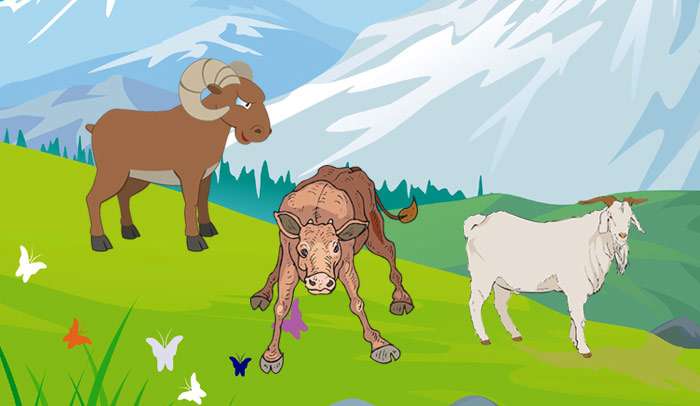 Теленок, коза и баран потерялись, рисунок иллюстрация