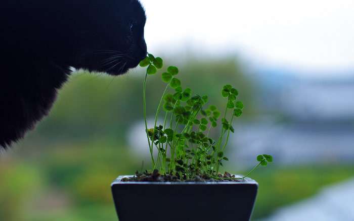 Кошка нюхает цветок растение, фото кормление кошек фотография