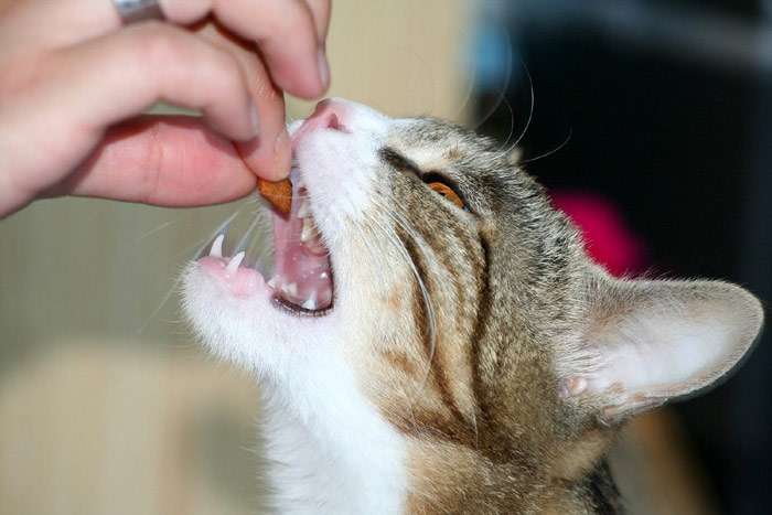 Кошке дают кусочек сухого корма, фото фотография