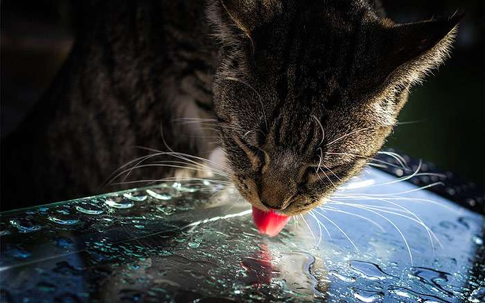 Кошка лакает воду, фото фотография
