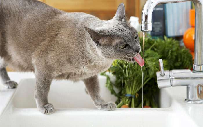 Русская голубая кошка пьет воду из крана, фото фотография
