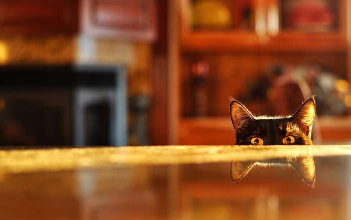 Кошка подглядывает из-под стола, фото фотография
