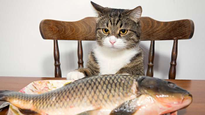 Кошка сидит перед миской с сазаном, фото фотография