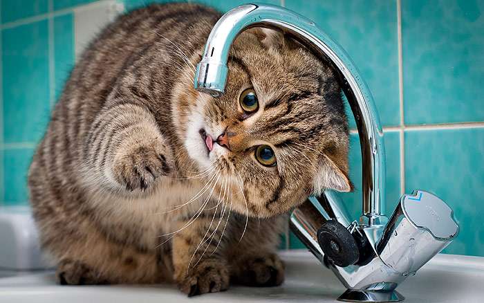 Британская кошка пьет воду из-под крана, фото фотография