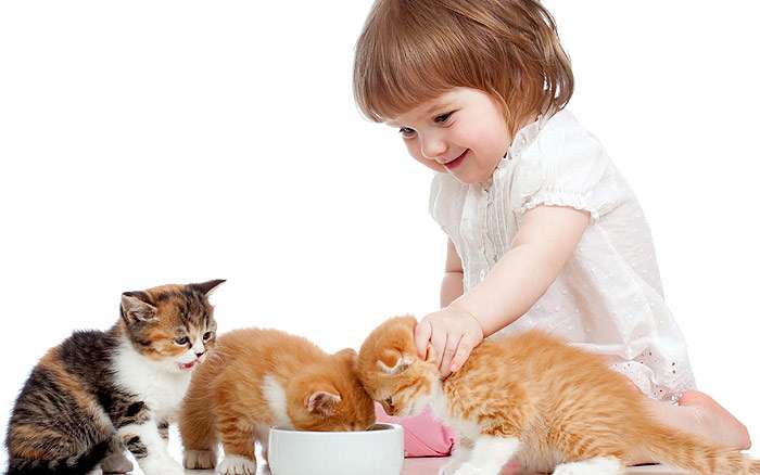 Девочка кормит котят, фото фотография