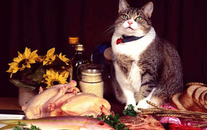Толстый кот и продукты, фото фотография