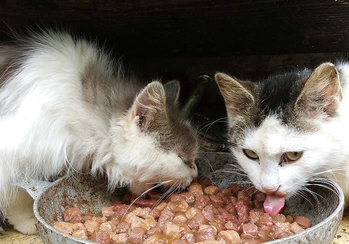 Кошки едят влажный корм из миски, фото фотография