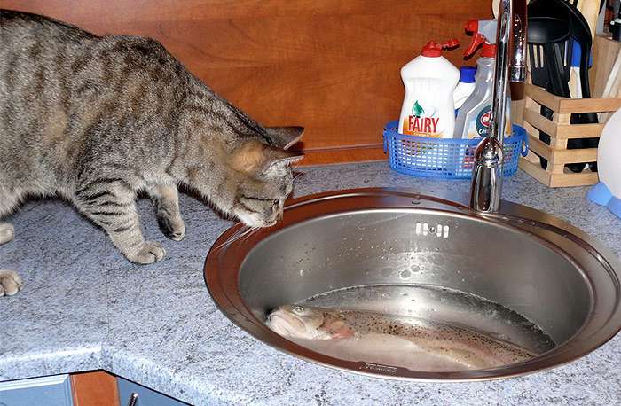 Кошка смотрит на рыбу, фото фотография