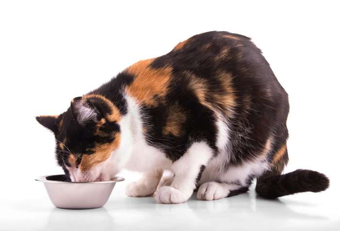 Кошка черепахового окраса ест сухой корм из миски, фото фотография
