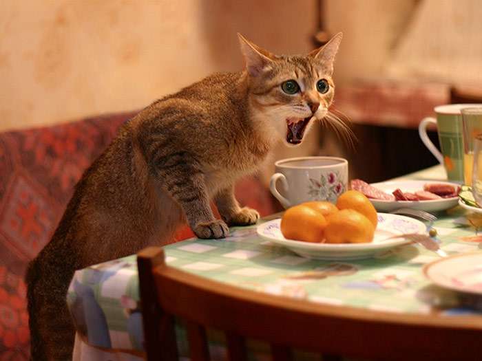 Кошка мяукает, требует чтобы ее накормили, фото фотография кормление кошек