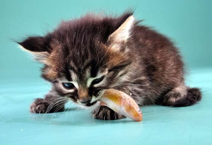 Голодный котенок ест рыбину, фото фотография