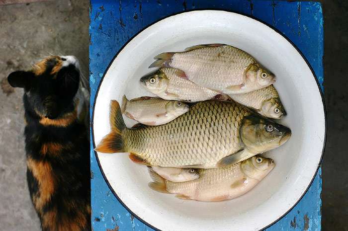 Кошка и таз со свежей рыбой, фото фотография