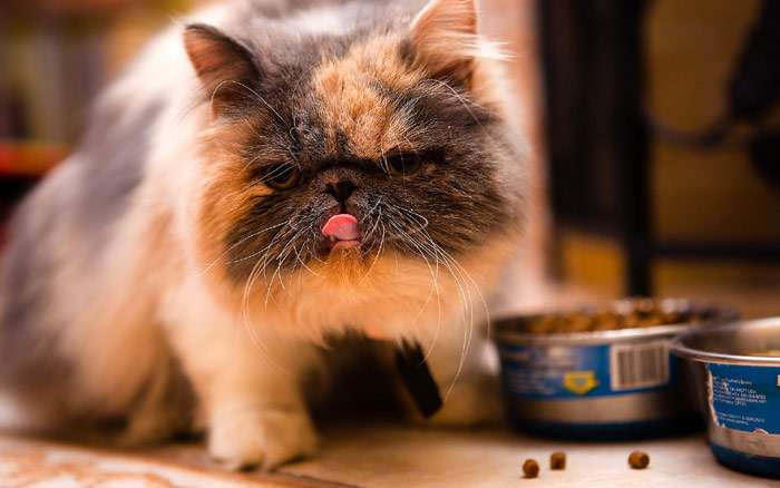 Кошка породы экзот ест кошачий корм, фото фотография