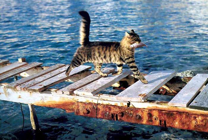 Кошка с рыбкой в зубах бежит по пирсу, фото фотография кормление кошки