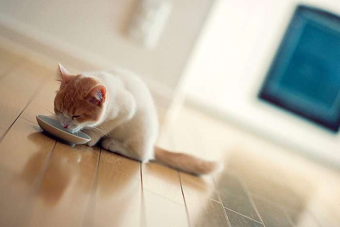 Кошка ест сухой корм, фото фотография