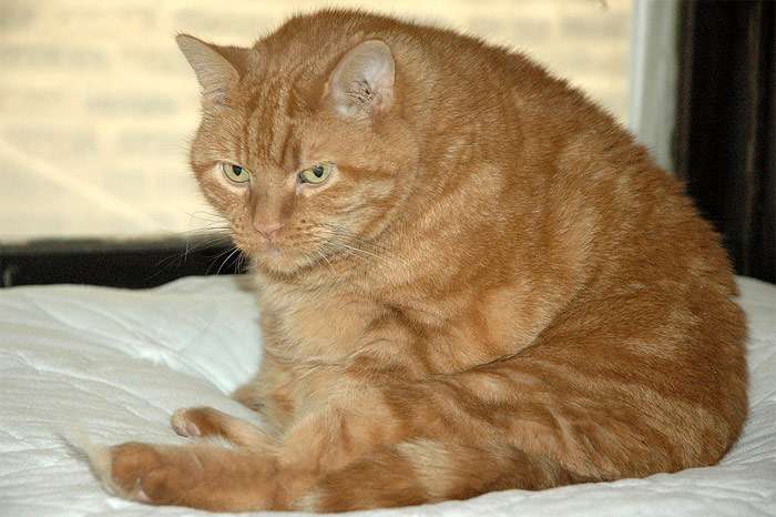 Ожиревший рыжий кот, полный кот, фото фотография
