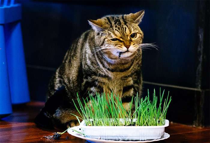 Кошка ест траву (овес), фото фотография