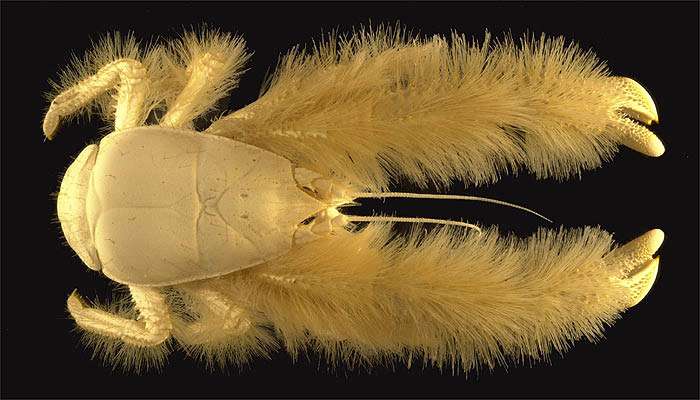 Краб йети, пушистый кива (Kiwa hirsuta), фото ракообразные животные фотография
