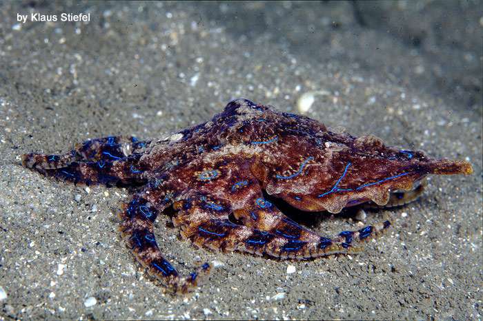 Синекольчатый осьминог (Hapalochlaena lunulata), фото головоногие моллюски фотография