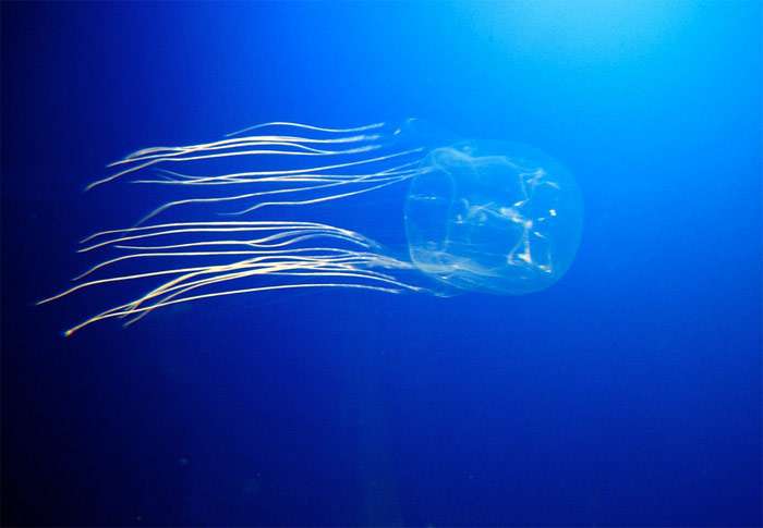 Кубомедуза, морская оса (Chironex fleckeri), фото новости о животных фотография