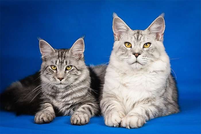 Мейн-куны, фото самые кошки фотография