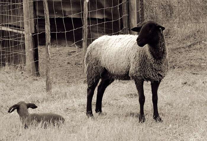 Овца породы суффолк, фото самые животные фотография