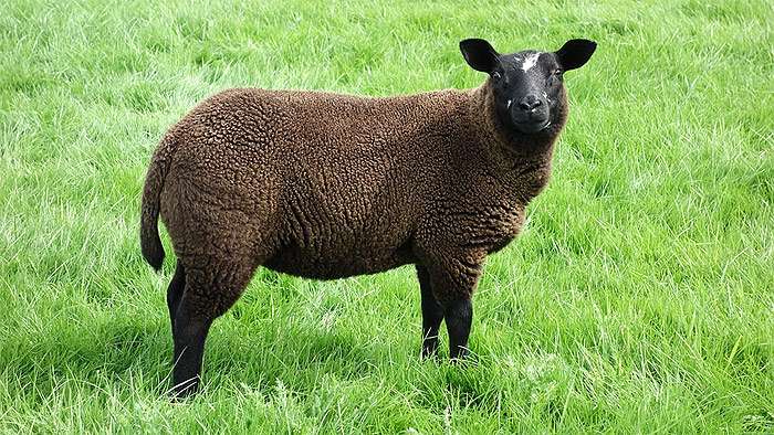 Коричневая овца, фото самые животные фотография