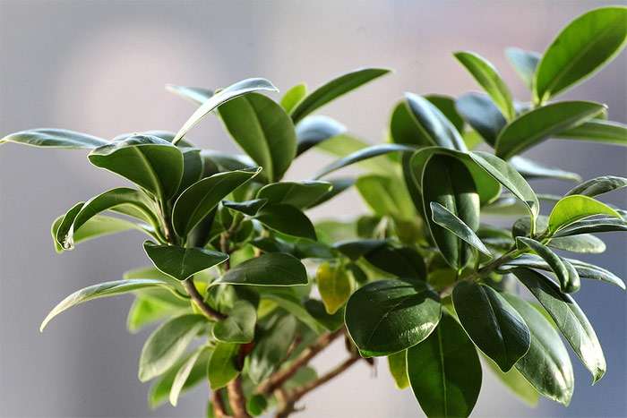 Фикус (Ficus), фото фотография картинка