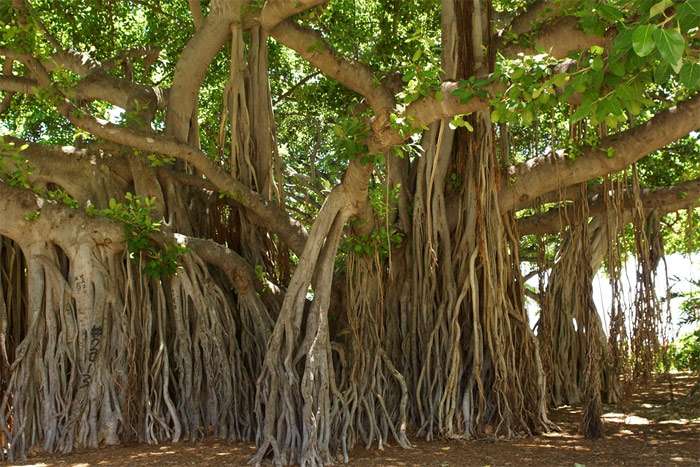 Бенгальский фикус (Ficus benghalensis), фото самые деревья фотография картинка