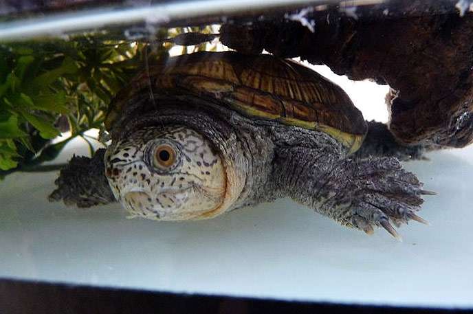 Головастая иловая черепаха (Claudius angustatus), фото рептилии фотография