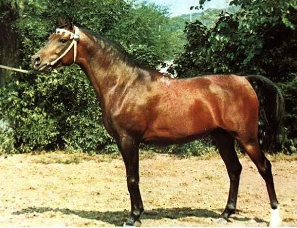 Арабский жеребец Песняр, фото лошади фотография