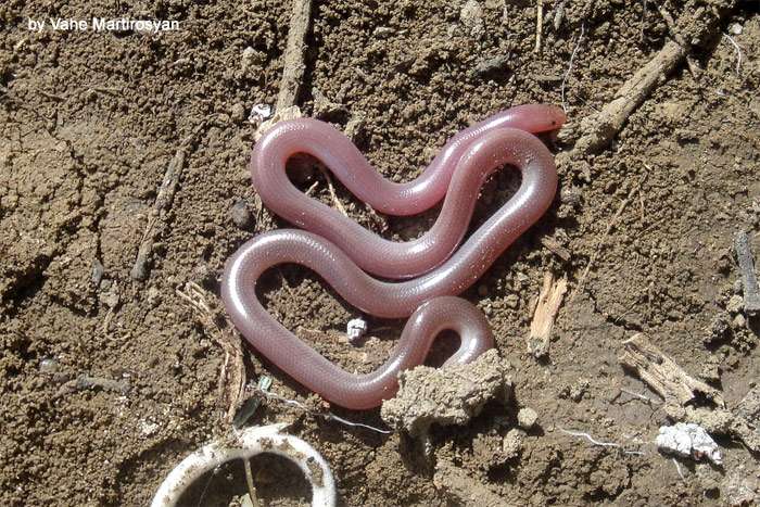 Ее легко принять за дождевого червяка: как выглядит самая маленькая змея планеты