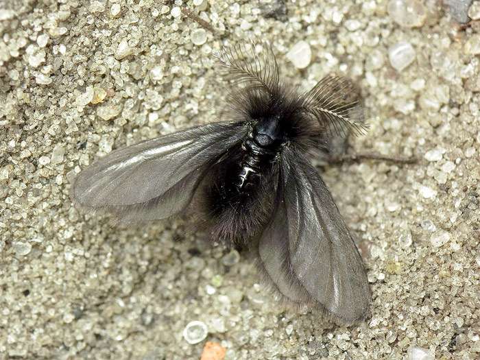 Мешочница пушистая (Ptilocephala plumifera), фото бабочки насекомые фотография