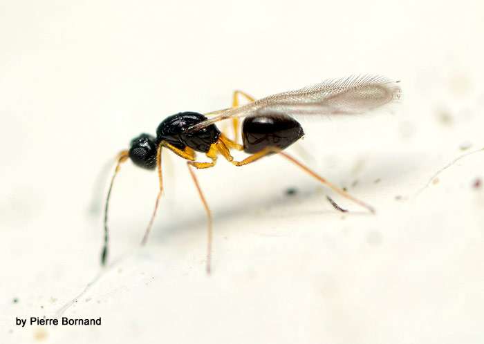 Самка Stephanodes similis, фото новости о животных фотография насекомые