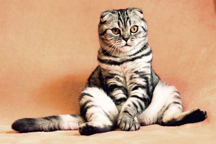 Шотландская вислоухая кошка, скоттиш фолд, породы кошек фото фотография