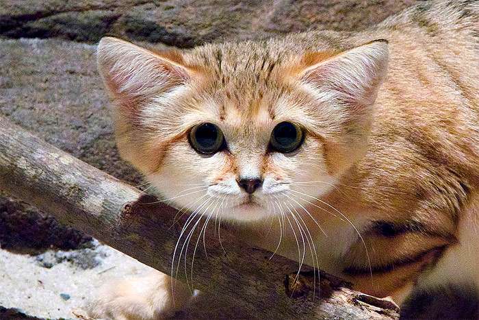 Барханный кот кошка (Felis margarita), фото дикие кошки фотография картинка