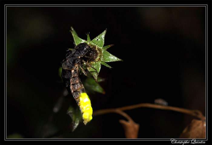 Обыкновенный светляк (Lampyris noctiluca), фото насекомые фотография картинка