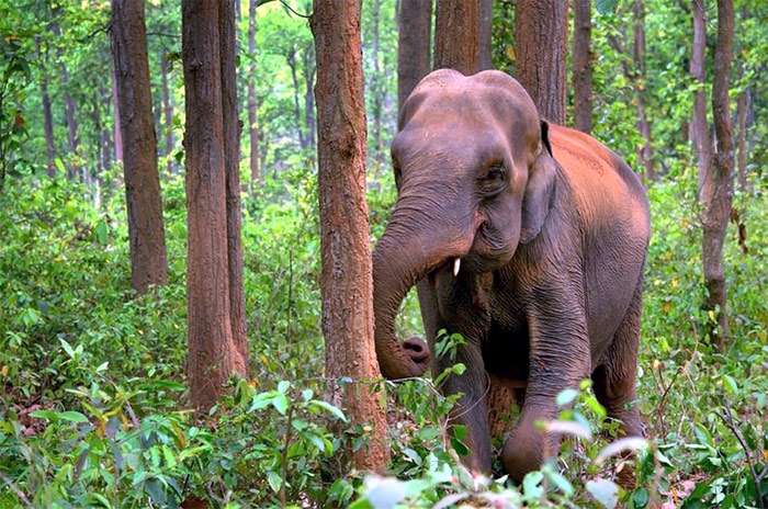Индийский слон, фото фотография