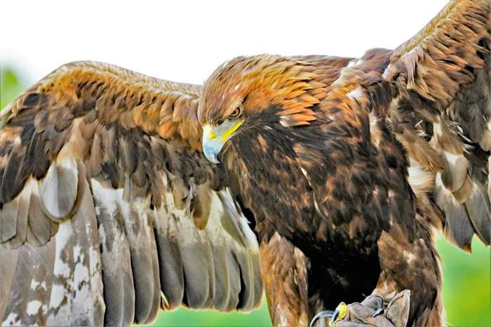 Беркут (Aquila chrysaetos), фото новости о хищных птицах фотография картинка