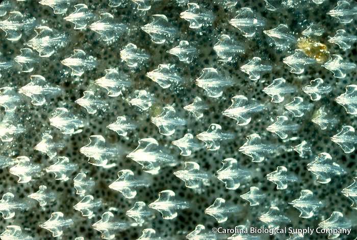 Акулья кожа под микроскопом, фото фотография рыбы