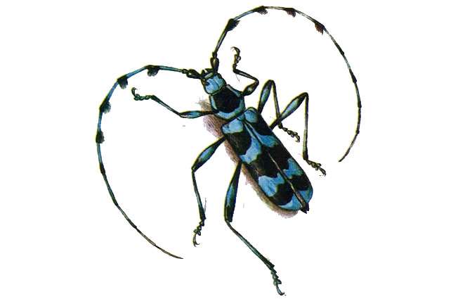 Усач небесный (Rosalia coelestis), рисунок насекомые картинка